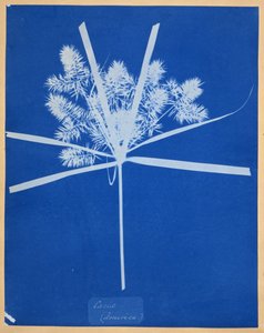 Carix (Amérique) - Anna Atkins